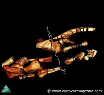 Medical CT Scans Help Uncover Dinosaur Bones in 100-Year-Old Crates