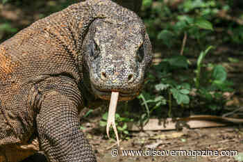 What Is So Interesting About the Komodo Dragon?