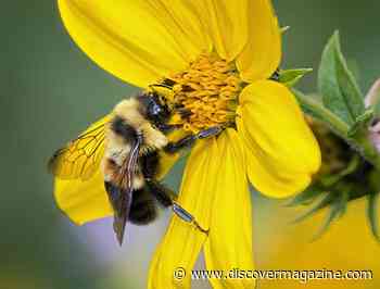 What's Causing the Cute Rusty-Patch Bumble Bee to Go Extinct?