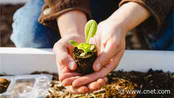 Best Garden Delivery Services for 2023: Have Plants, Seeds and Bulbs Delivered     - CNET