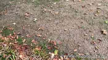 Lebt der Rasen noch oder ist er endgültig vertrocknet? Machen Sie den Test