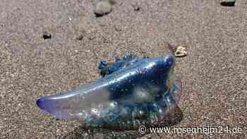 Gefahr im Mittelmeer: Diese tödlichen und giftigen Tiere leben unter Wasser