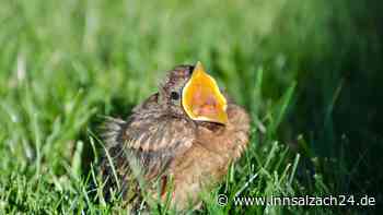 Jungvögel: Wann man ihnen helfen sollte – und wann nicht