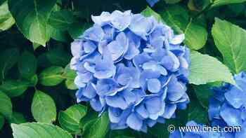 How You Can Change the Color of Your Hydrangeas: An Expert Breaks Down the Science     - CNET