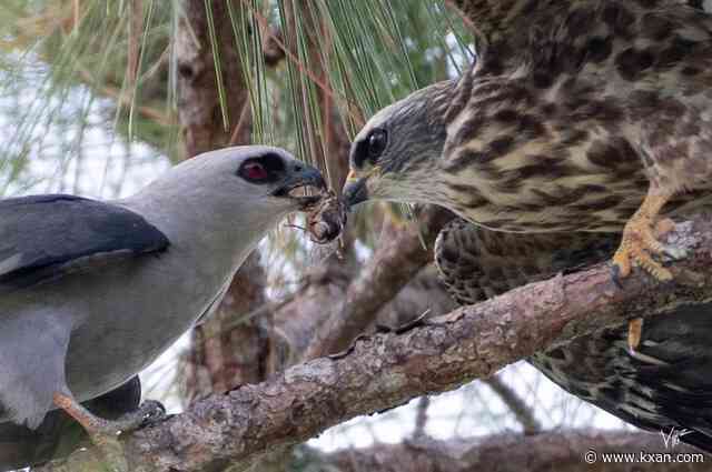 Mississippi Kite is related to eagles, a famous invention, and hawks
