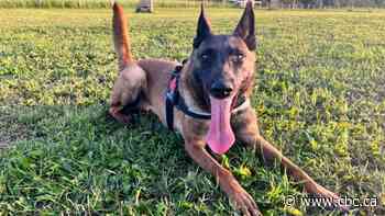 Alberta pup heads to Ukraine to help with war effort by sniffing out explosives