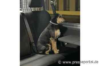 LPI-NDH: Entlaufenen Hund aufgefunden