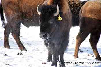 Métis Nation of Alberta marks ‘historic’ birth of 2 bison calves