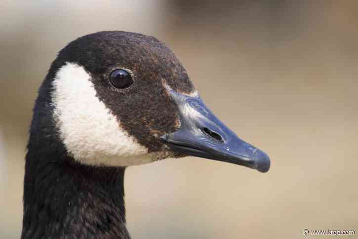 Why you should never feed waterfowl bread