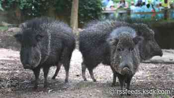 Meet the Saint Louis Zoo's newest residents