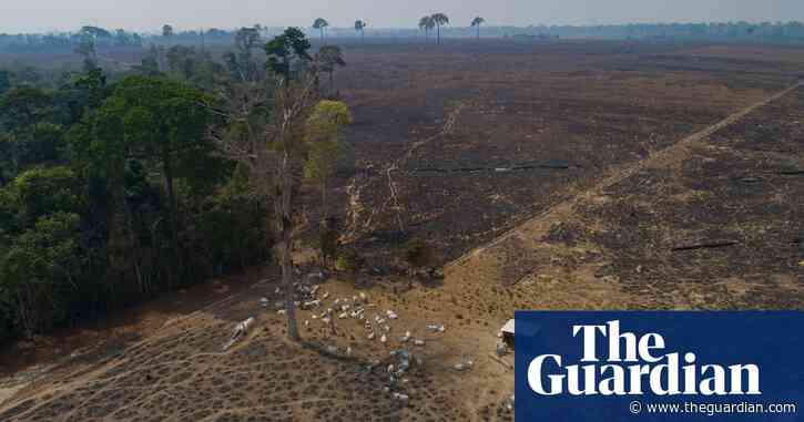 Brazil: Amazon deforestation drops 34% in first six months under Lula