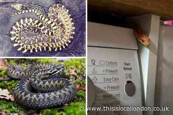 The escaped snakes that have been found in south London in 2023
