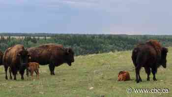 Birth of bison calves at Métis park welcomed as a connection to culture