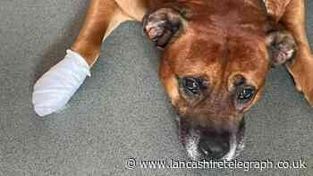 RSPCA issues warning to dog owners over xylitol poisoning