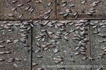 When is flying ant day 2023 and why do they appear?
