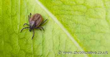 Experts warn deadly tick-borne virus 'could reach UK' as cases spread in Europe