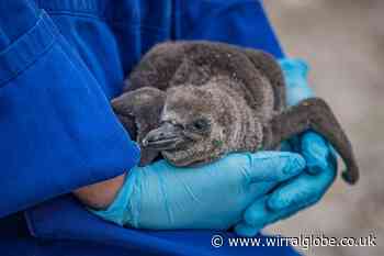 Chester Zoo job vacancies include penguin and parrot keeper