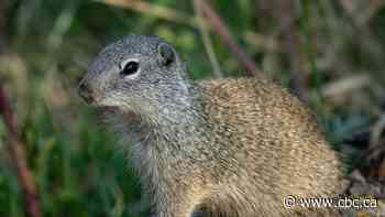 Researchers scramble for data on Franklin's ground squirrels to protect species