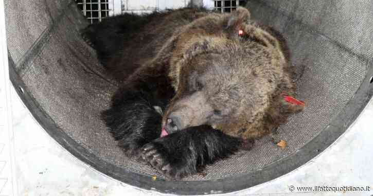 L’orsa Jj4 condannata a morte, il regista Giovanni Veronesi: “Faccio un film a suo favore con Fugatti come cattivo”