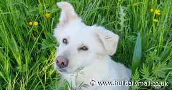 Heartbroken Hessle woman calls for firework law change after spooked dog hit by train