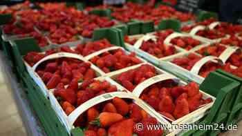 Giftige Erdbeeren? Wieso Ihr bei dem beliebten Sommerobst lieber vorsichtig sein solltet