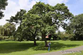 Baumfällen ohne Genehmigung: Dafür droht bald eine hohe Strafe
