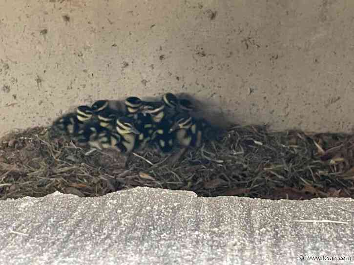 PHOTOS: Round Rock firefighters rescue ducklings from storm drain
