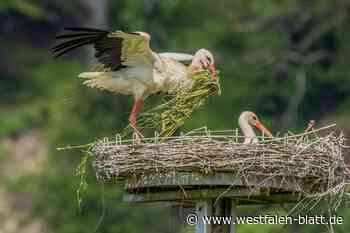 Kalletal: Kurzes Glück am Storchen-Horst