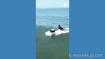 WATCH:  Baby seal learns how to surf in San Diego