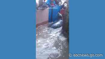WATCH:  Grey seal saved from plastic ring around its neck