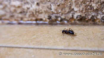 Ameisenplage in der Wohnung und auf dem Balkon: Hilft Kupfer?