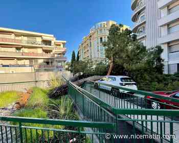 Impressionnante chute d'un arbre dans le centre-ville de Nice