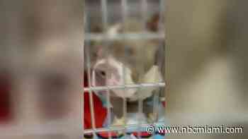 ‘It's cruelty': Pit bull found stabbed in Pompano Beach getting medical care