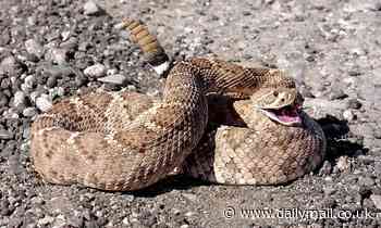 Rattlesnakes are warm and cuddly creatures who like to be around other snakes, researchers say