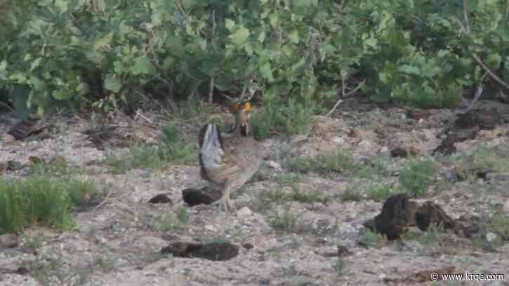 Millions set aside for land, wildlife restoration in southern New Mexico