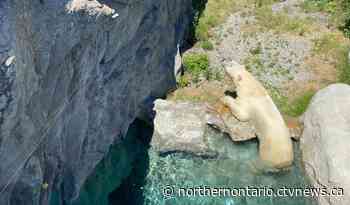 'How do polar bears handle a heat wave?': Ont.'s polar bear habitat shows CTV News