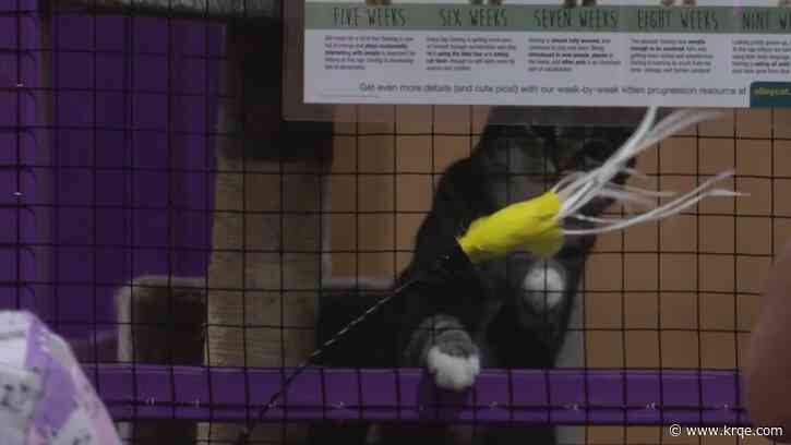 Fat Katz, Boofy's Best for Pets put on adoption event