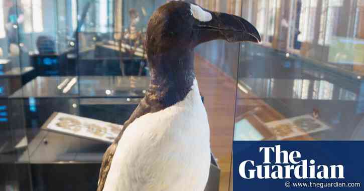 ‘Such a beautiful creature’: Chris Packham, Dan Snow and more on their favourite museum exhibit