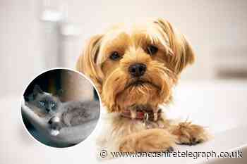 7 most common breeds of dogs and cats targeted in scams