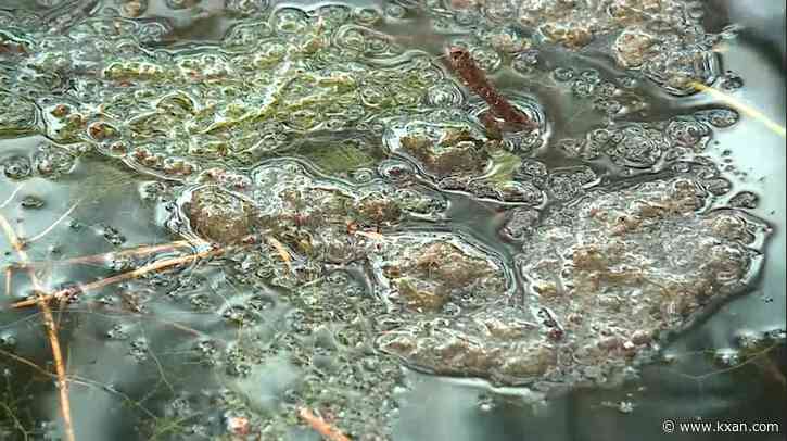 Watershed Protection continues treatment of Lady Bird Lake for blue-green algae