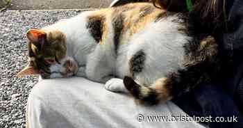 Cat left needing stitches after being savagely attacked by seagulls