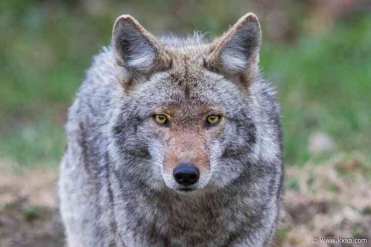 Texas coyote sightings, attacks on pets increase during denning season