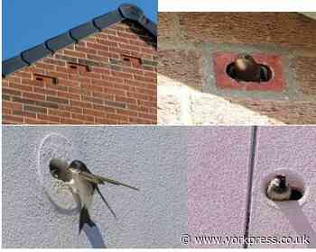 'Swifts, rats, climate alarmists - and the cost of new homes'