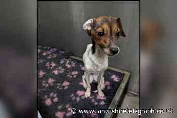 Blackpool couple banned from keeping animals after neglect