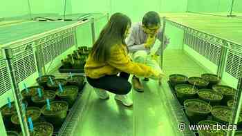 Spinach and sheep are showing us that solar farms aren't solely for green energy