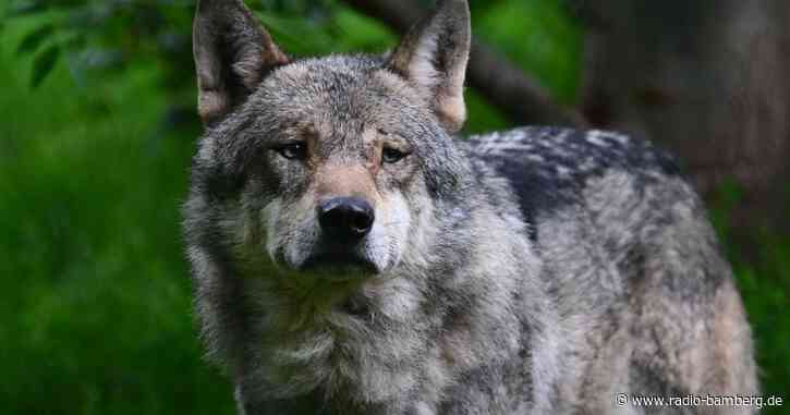 Wissenschaftler zählen drei Wölfe im Bayerischen Wald