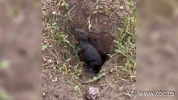 #TheMoment a mystery critter baffled everyone — including the experts