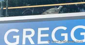 Frantic pigeon desperately tries to escape from Greggs in Bristol