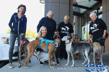 ‘Couch potatoes’: Vancouver Island group rescues Spanish greyhounds