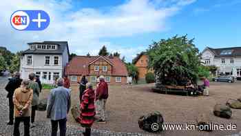 Kulturverein Bordesholm: Herr Schuster, wie finden Sie die Linde? 